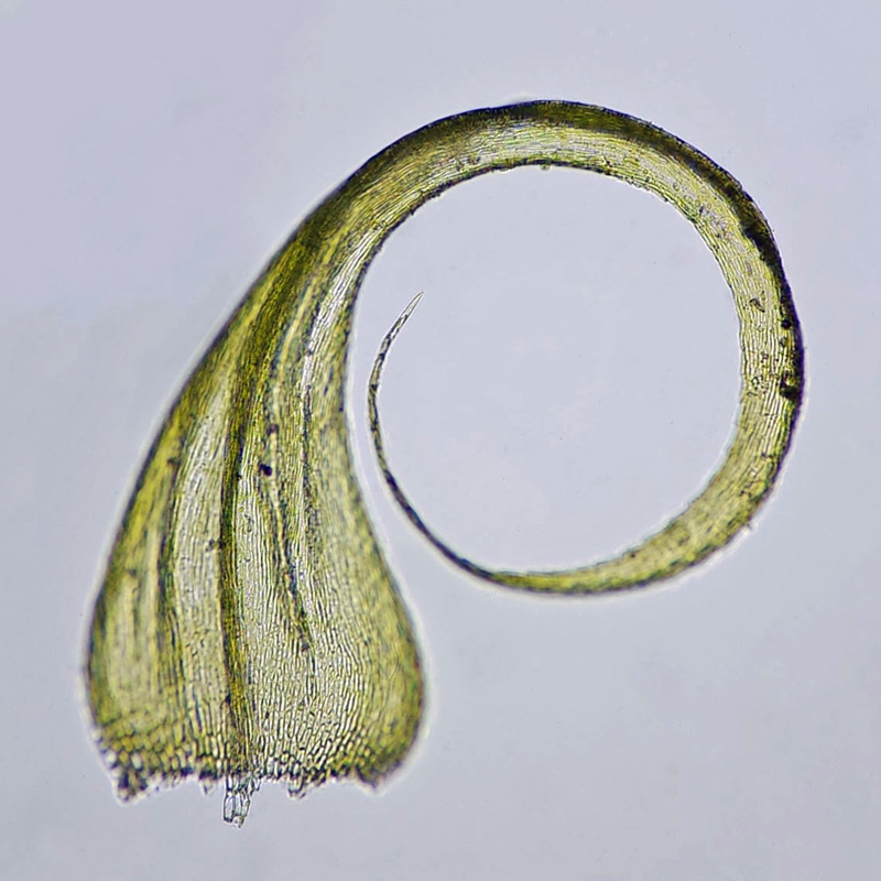 Sanionia uncinata